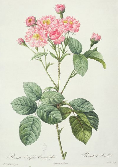 Rosa Centifolia Caryophyllea, gravé par Charlin, publié par Remond - Pierre Joseph Redouté